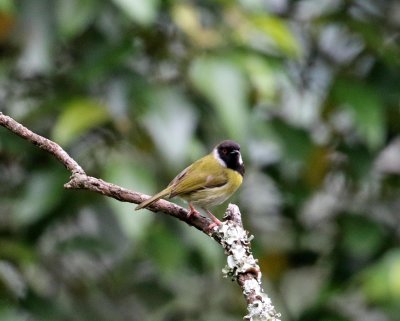 Mountain Masked Apalis_3228.jpg