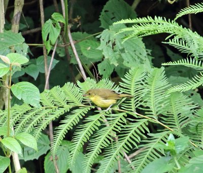 Mountain Yellow Warbler_3784.jpg