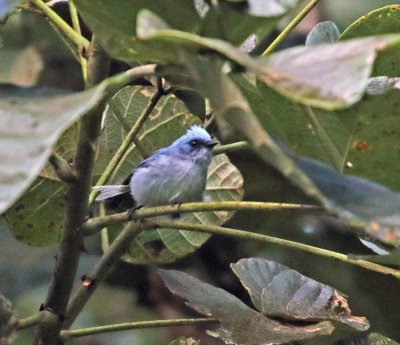 White-tailed Blue Flycatcher_4071.jpg