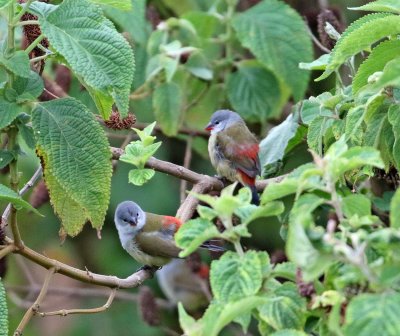 Yellow-bellied Waxbill_3047.jpg