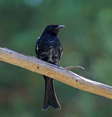 Fork-tailed Drongo_2318.jpg