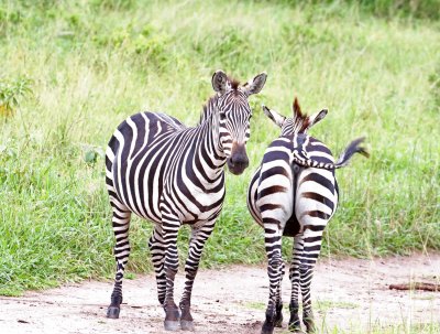 Burchell's Zebra_5151.jpg
