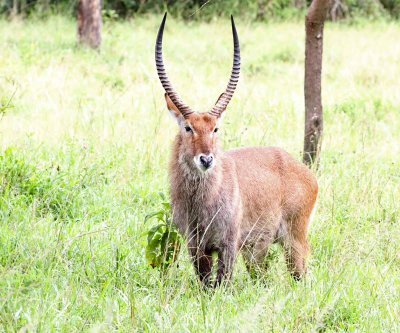 Waterbuck_5167.jpg
