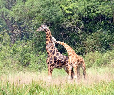 Northern Giraffe_8052.jpg