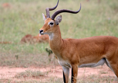 Kob - male_6284.jpg