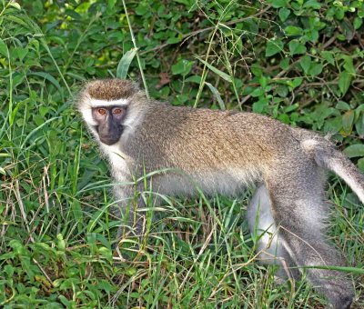 Vervet Monkey_2040.jpg