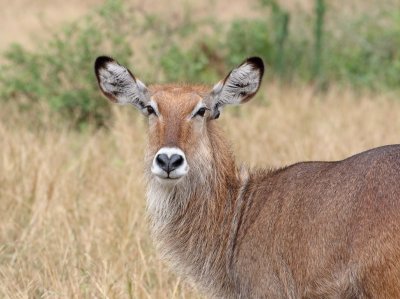 Waterbuck - female_1283.jpg