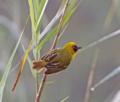 Northern Brown-throated Weaver - male_9812.jpg