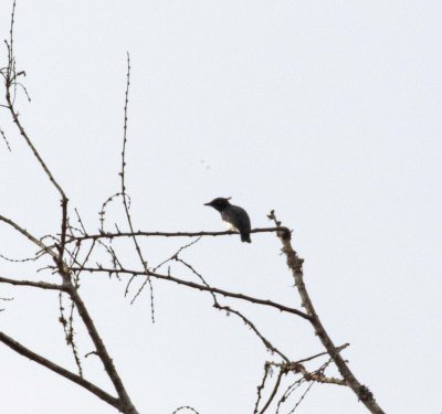 Black-and-white Shrike-flycatcher_8961.jpg