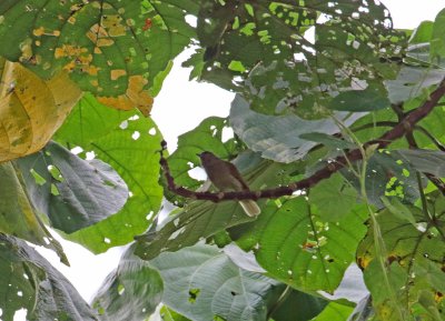 Honeyguides