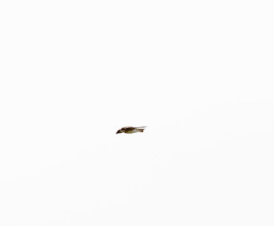 Banded Martin_0472.jpg