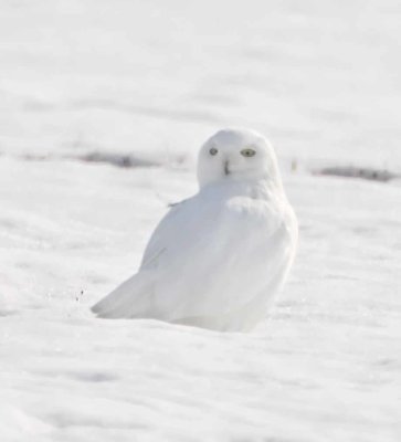 Quebec - Snowy Owl_4245.jpg