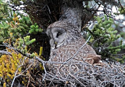 Manitoba - Great Gray Owl_5991.jpg