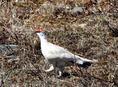 Nanuvit - Rock Ptarmigan - male winter_3643.jpg