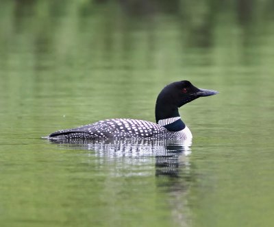 Ontario - Common Loon - breeding_7579.jpg