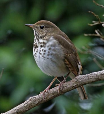 Vermont - Hermit Thrush_3891.jpg