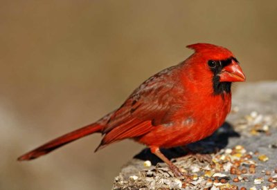 North Carolina - Northern Cardinal - male_5262.jpg