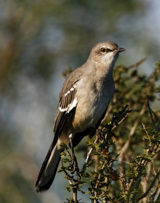 Texas - Northern Mockingbird_5979.jpg