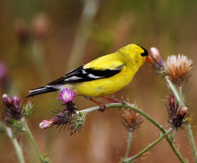 Washington - American Goldfinch - breeding male_0686.jpg