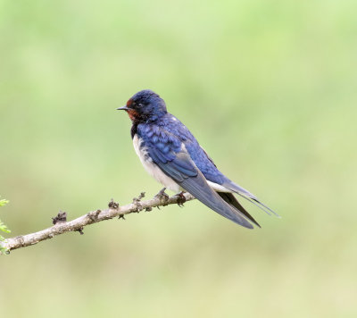 Austria - Barn Swallow_5368.jpg