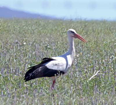Belarus - White Stork_2792.jpg