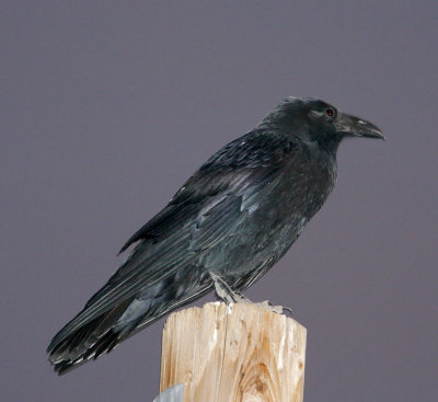 Bhutan - Common Raven_0070.jpg