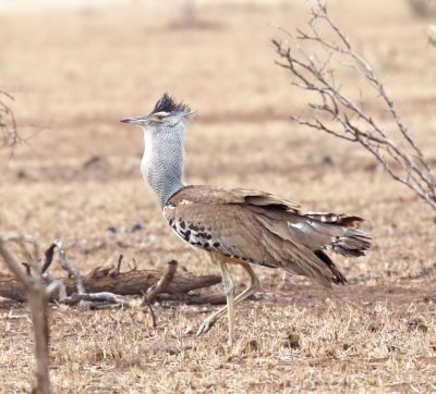 Botswana - Kori Bustard_3887.jpg