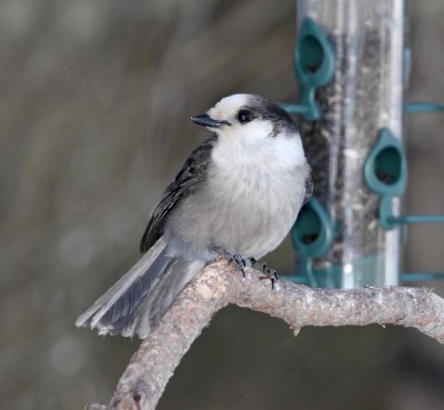 Canada - Canada Jay_2566.jpg