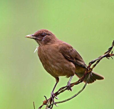 Costa Rica - Clay-colored Thrush_9797.jpg