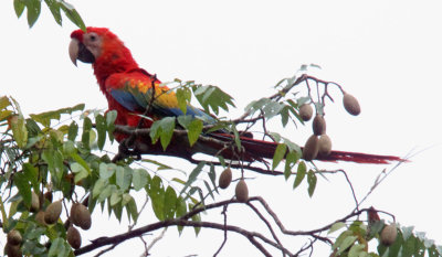 Honduras - Scarlet Macaw_4422.jpg