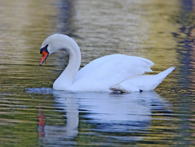 Denmark - Mute Swan_5163.jpg
