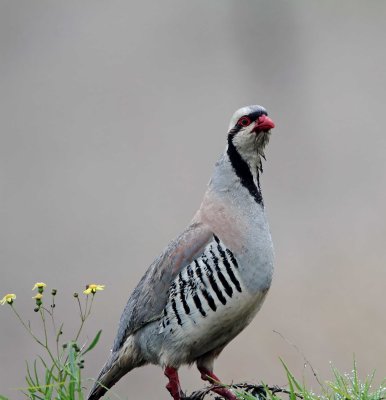 Iraq - Chukar_1057.jpg