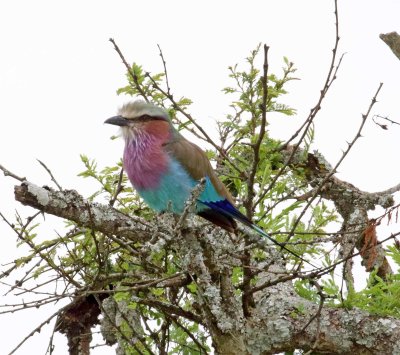 Kenya - Lilac-breasted Roller_5361.jpg