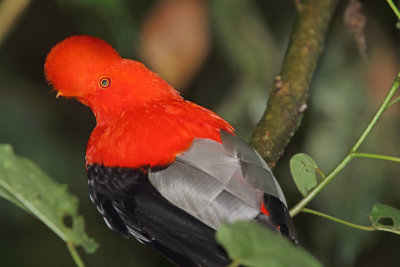 Peru - Andean Cock-of-the-Rock - male_0410.jpg