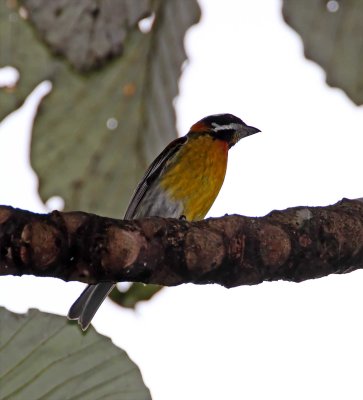 Puerto Rico - Puerto Rican Spindalis - male_2906.jpg