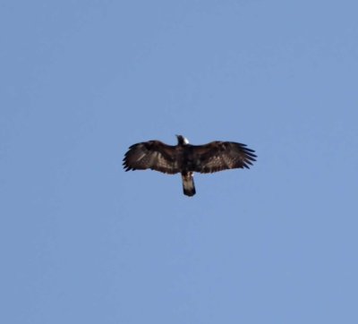 Scotland - Golden Eagle - juvenile_3303.jpg