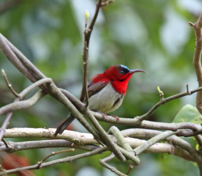 Singapore - Crimson Sunbird - male_2973.jpg