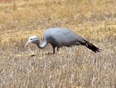 South Africa - Blue Crane_2859.jpg