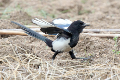 South Korea - Oriental Magpie_2975.jpg
