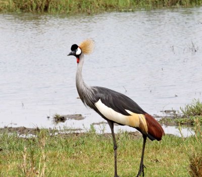 Uganda - Gray Crowned Crane_7374.jpg