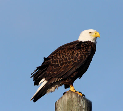 United States - Bald Eagle - adult_4247.jpg