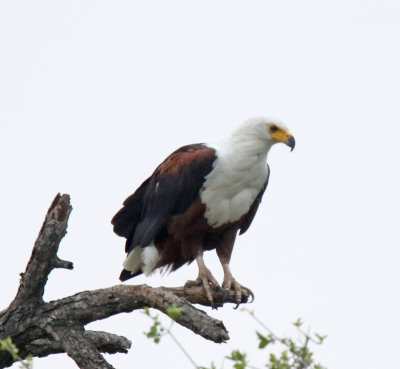 Zimbabwe - African Fish Eagle_1029.jpg