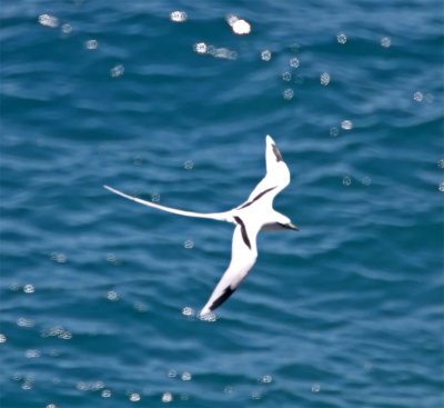 Reunion - White-tailed Tropicbird - adult_1815.jpg