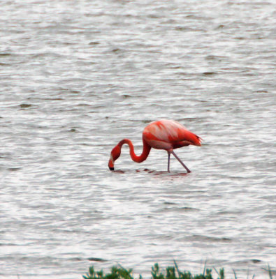 Bonaire - American Flamingo - adult_1129.jpg