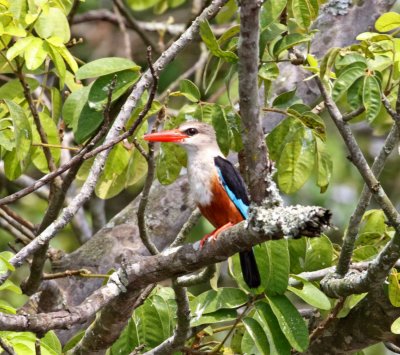 Cape Verde - Grey-headed Kingfisher_8063.jpg