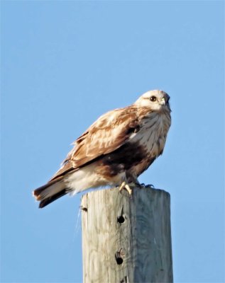 Libya - Rough-legged Hawk_6466.jpg
