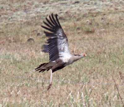 Sudan - Secretarybird_7131.jpg