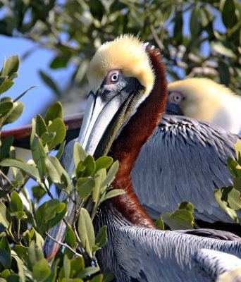 St. Martin - Brown Pelican - breeding_4340.jpg