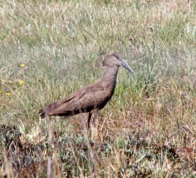 Gambia - Hamerkop_6873.jpg