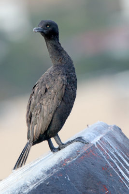 Bank Cormorant_0788.jpg